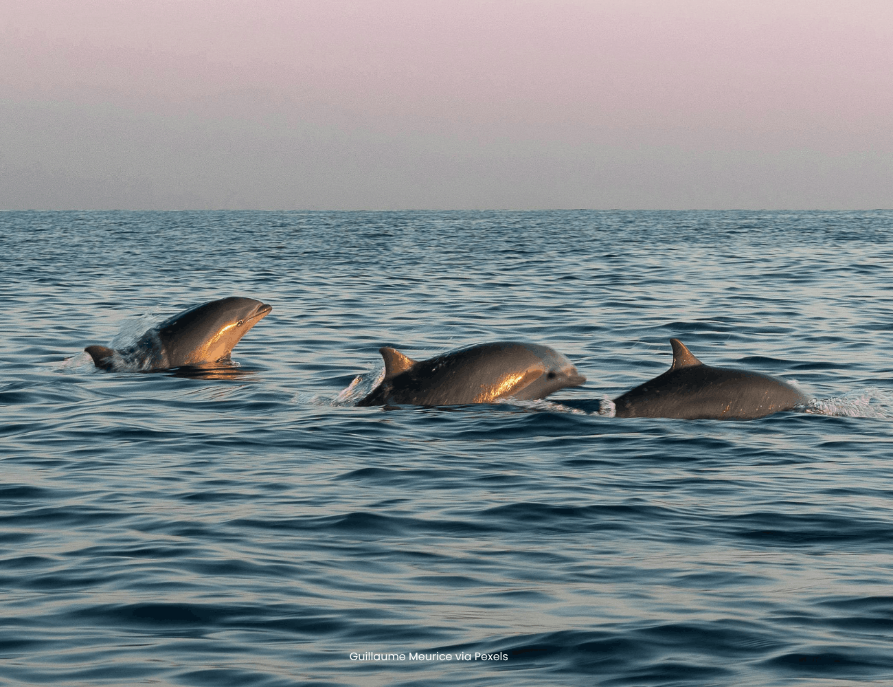 Action for Dolphins