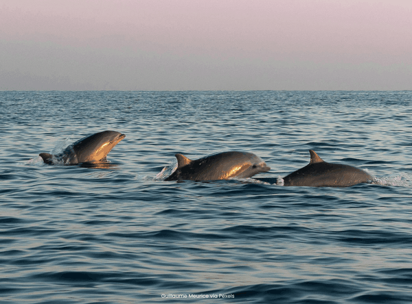 Action for Dolphins