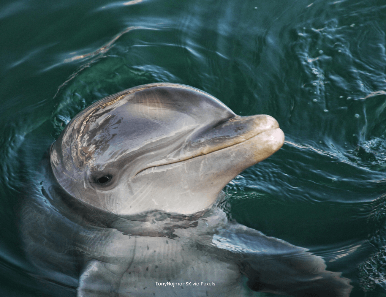 Action for Dolphins
