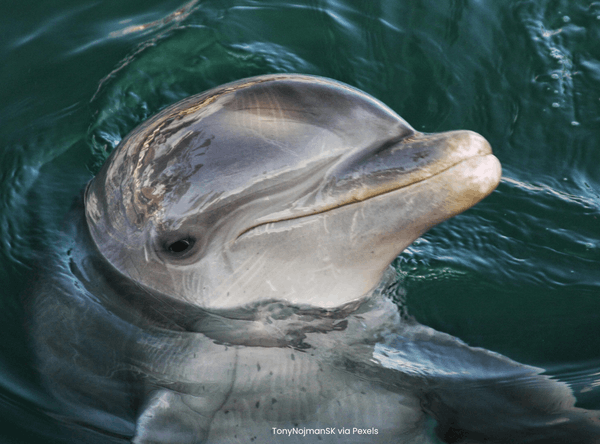 Action for Dolphins