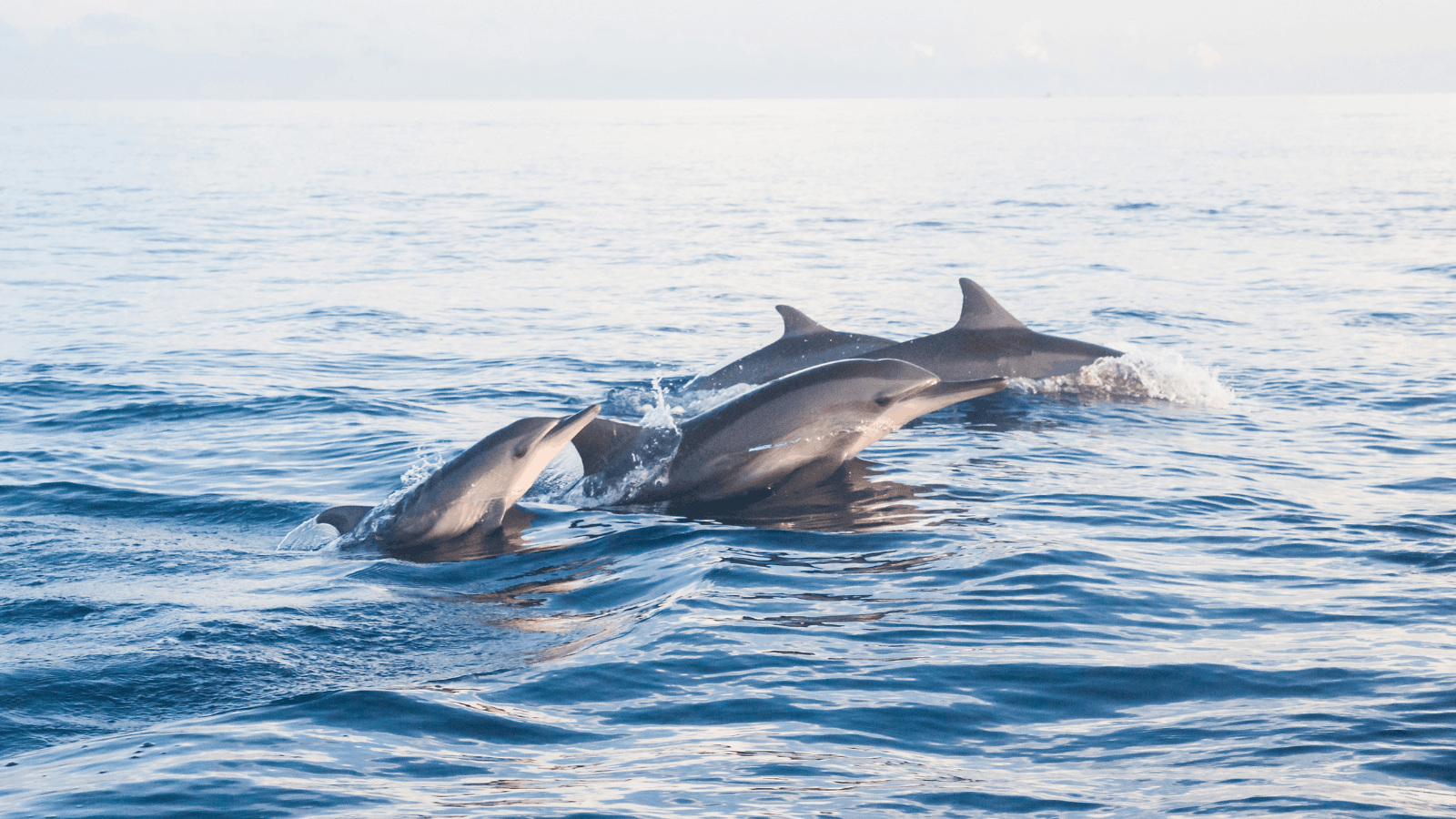 Action for Dolphins