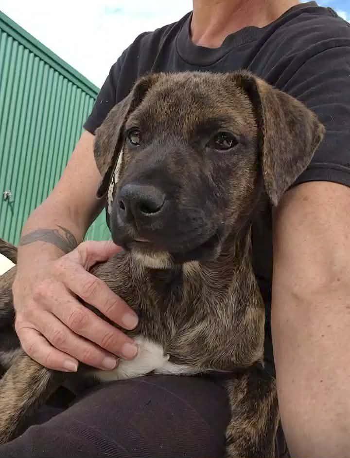 SMART Animal Sanctuary & Rehoming Centre