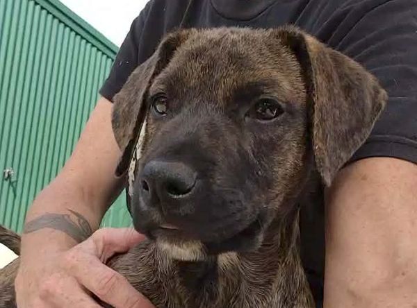 SMART Animal Sanctuary & Rehoming Centre