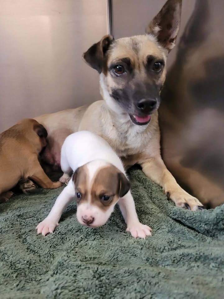 SMART Animal Sanctuary & Rehoming Centre