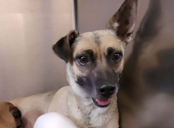 SMART Animal Sanctuary & Rehoming Centre