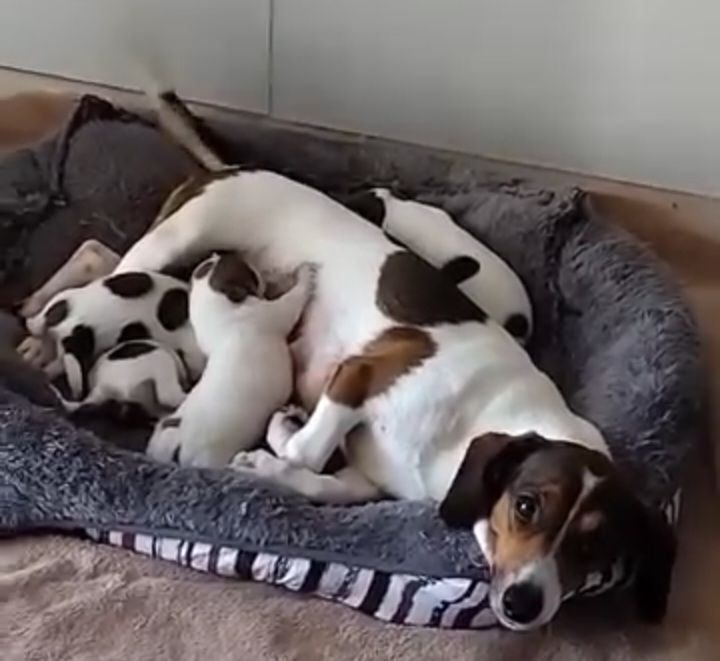 SMART Animal Sanctuary & Rehoming Centre