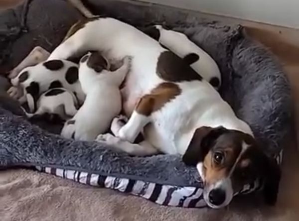 SMART Animal Sanctuary & Rehoming Centre