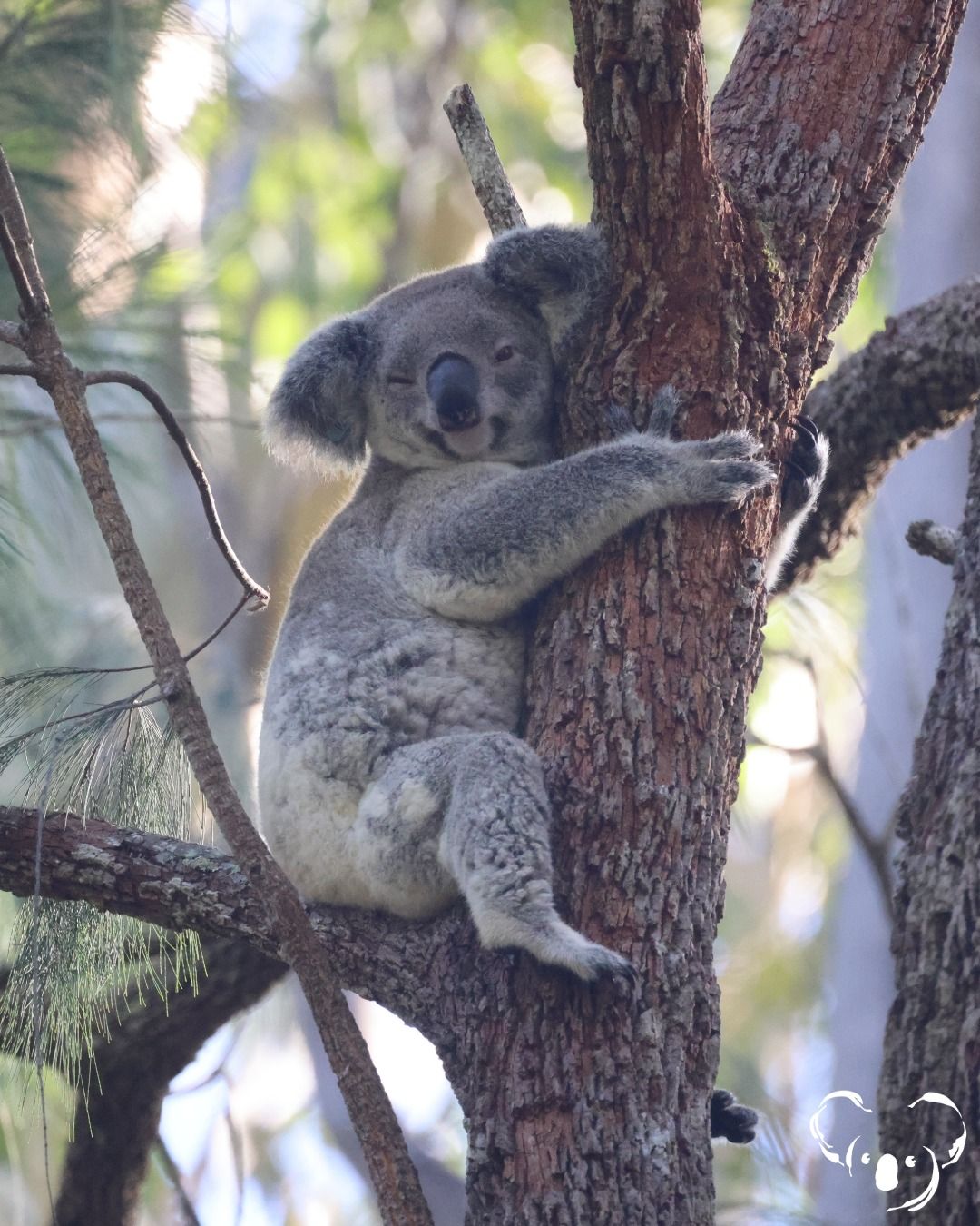 Antonella Foundation