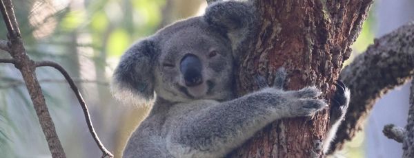 Antonella Foundation