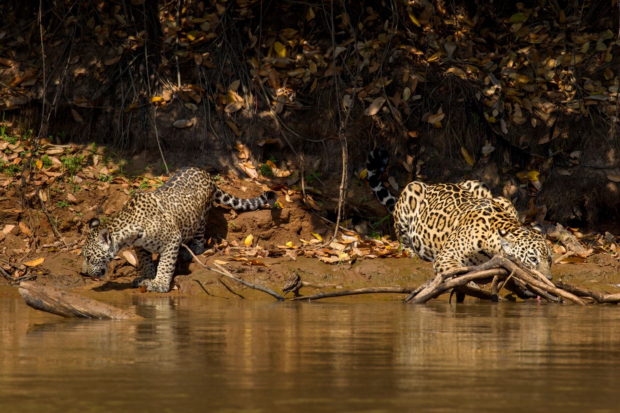 Antonella Foundation