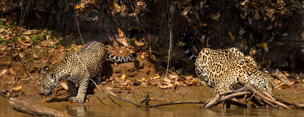 Antonella Foundation