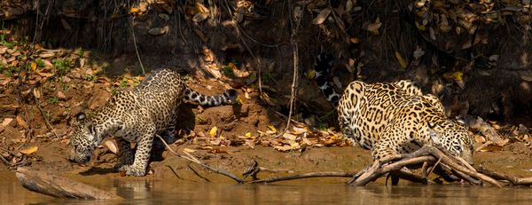 Antonella Foundation