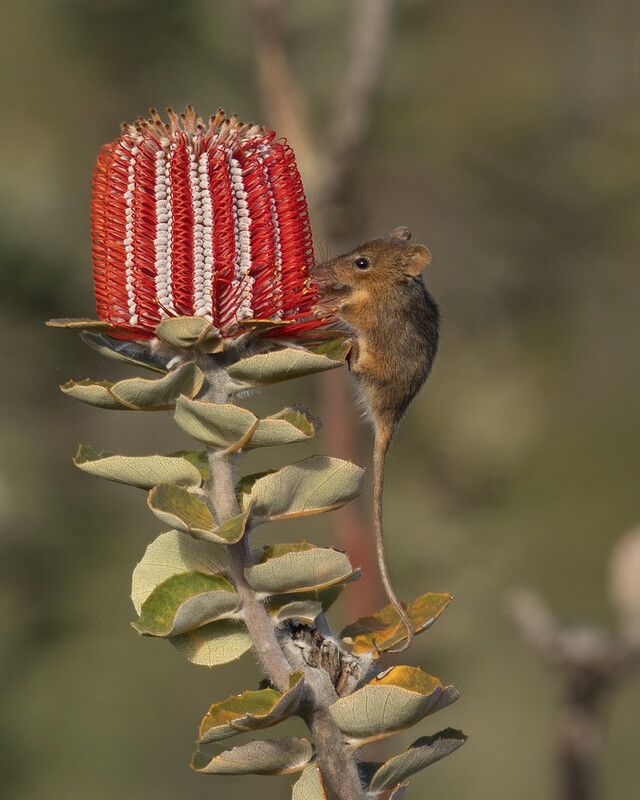 Bush Heritage Australia