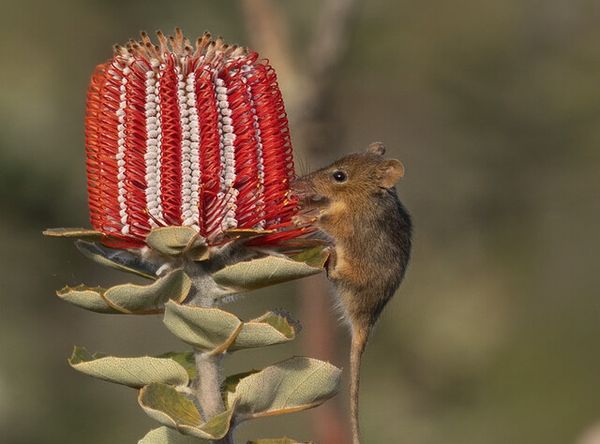 Bush Heritage Australia