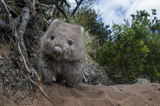 Bush Heritage Australia