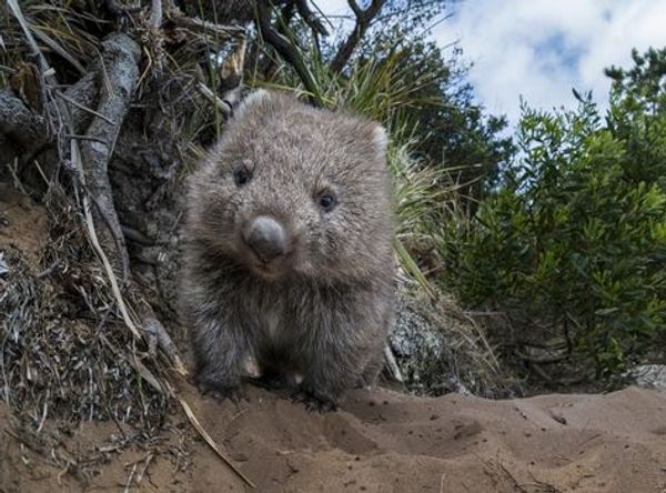 Bush Heritage Australia