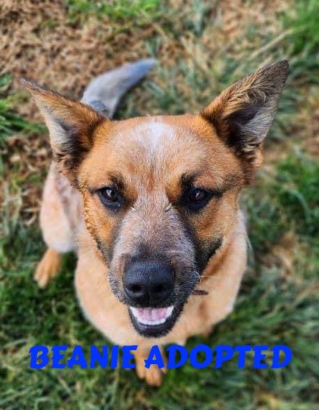 Animal Rescue Tablelands Inc