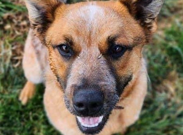 Animal Rescue Tablelands Inc