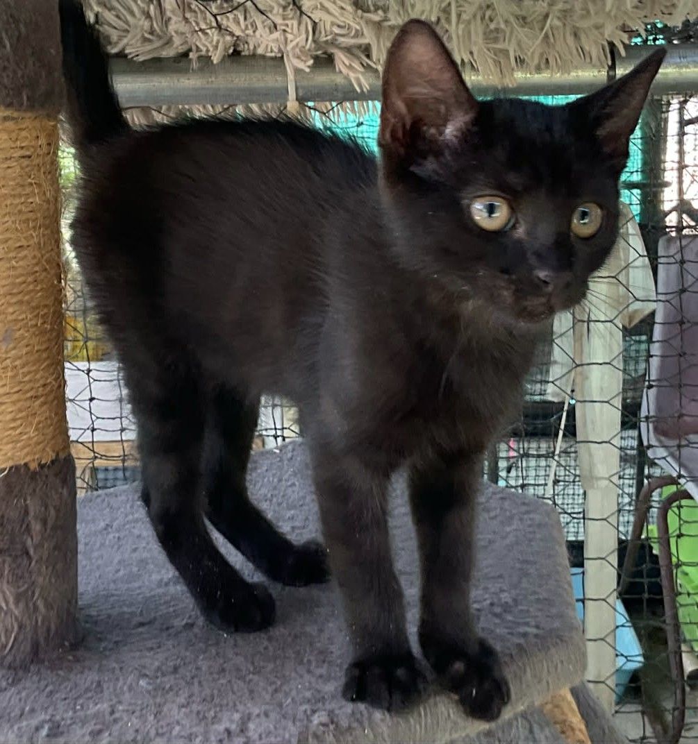 Animal Rescue Tablelands Inc