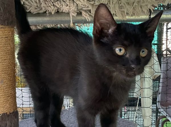 Animal Rescue Tablelands Inc