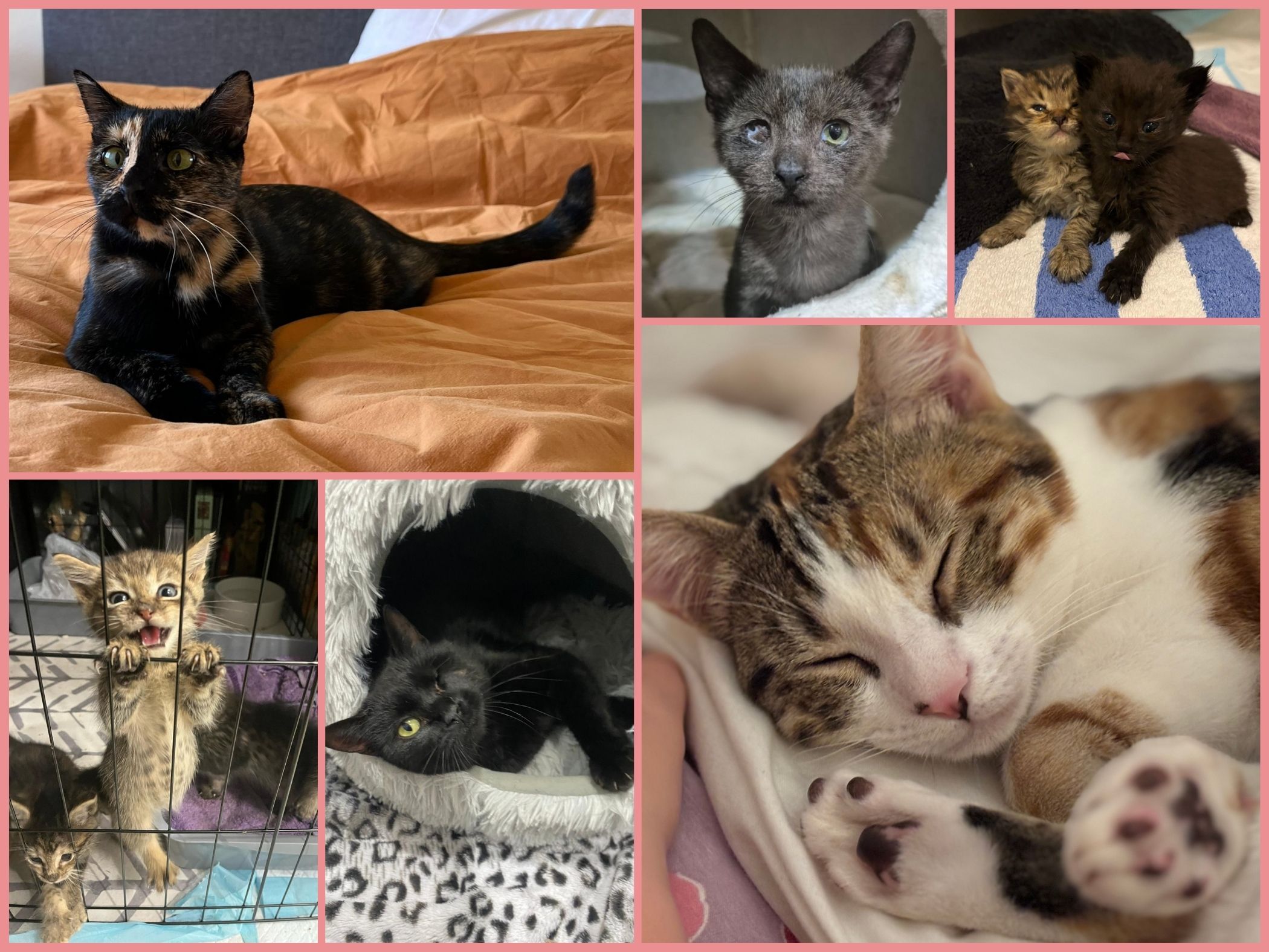 Kittie Kat Rescue Inc