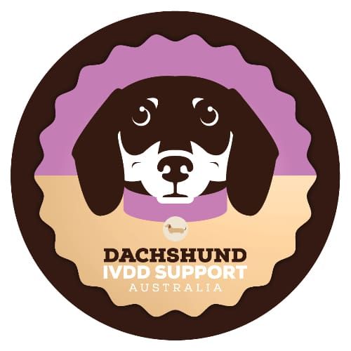Dachshund IVDD Support Australia