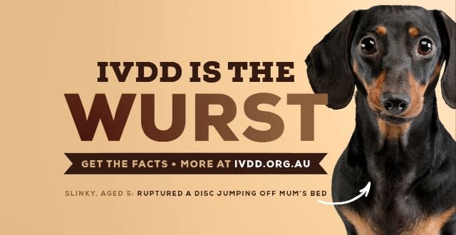 Dachshund IVDD Support Australia