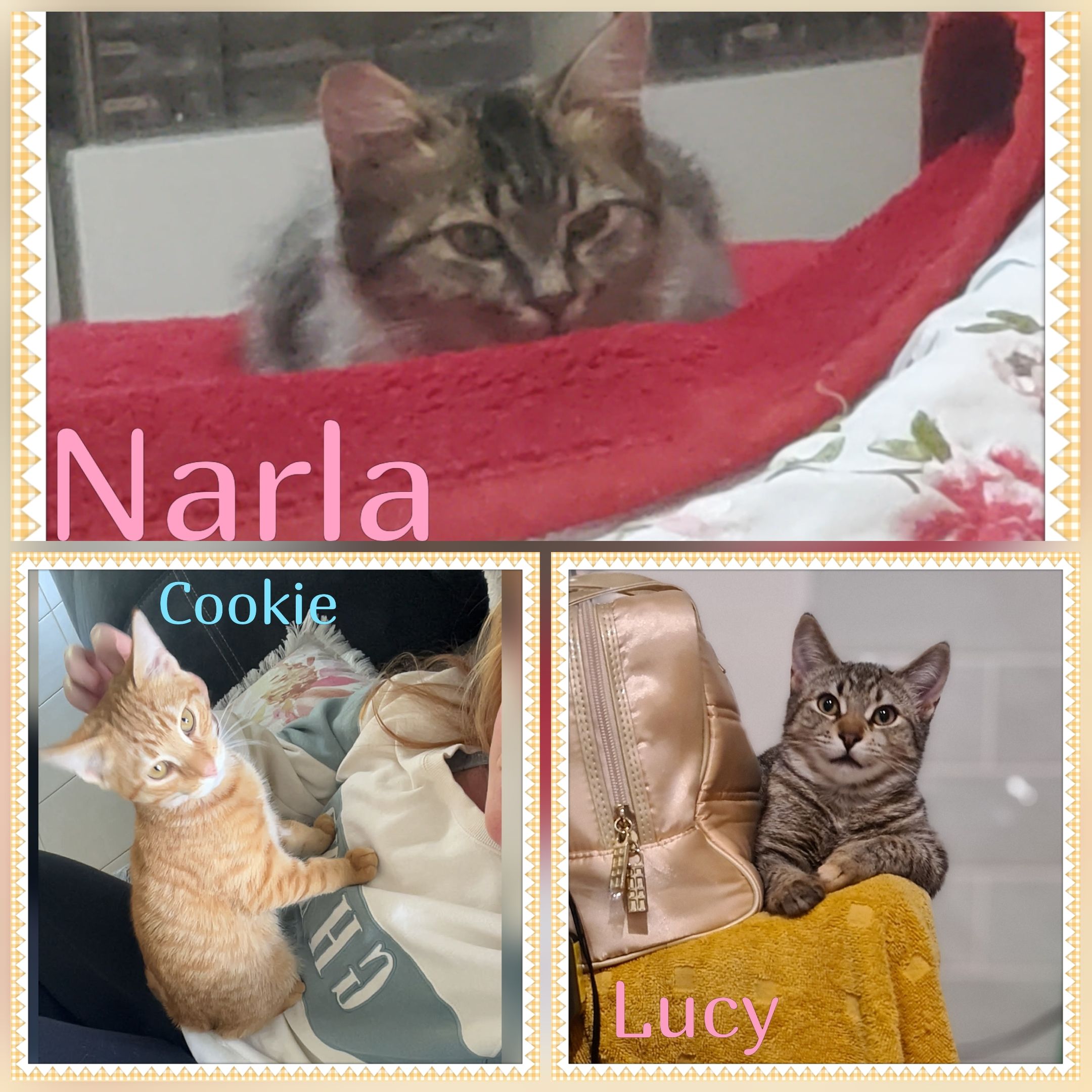 Paws  Cat Rescue Inc