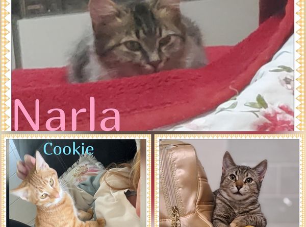 Paws Cat Rescue Inc