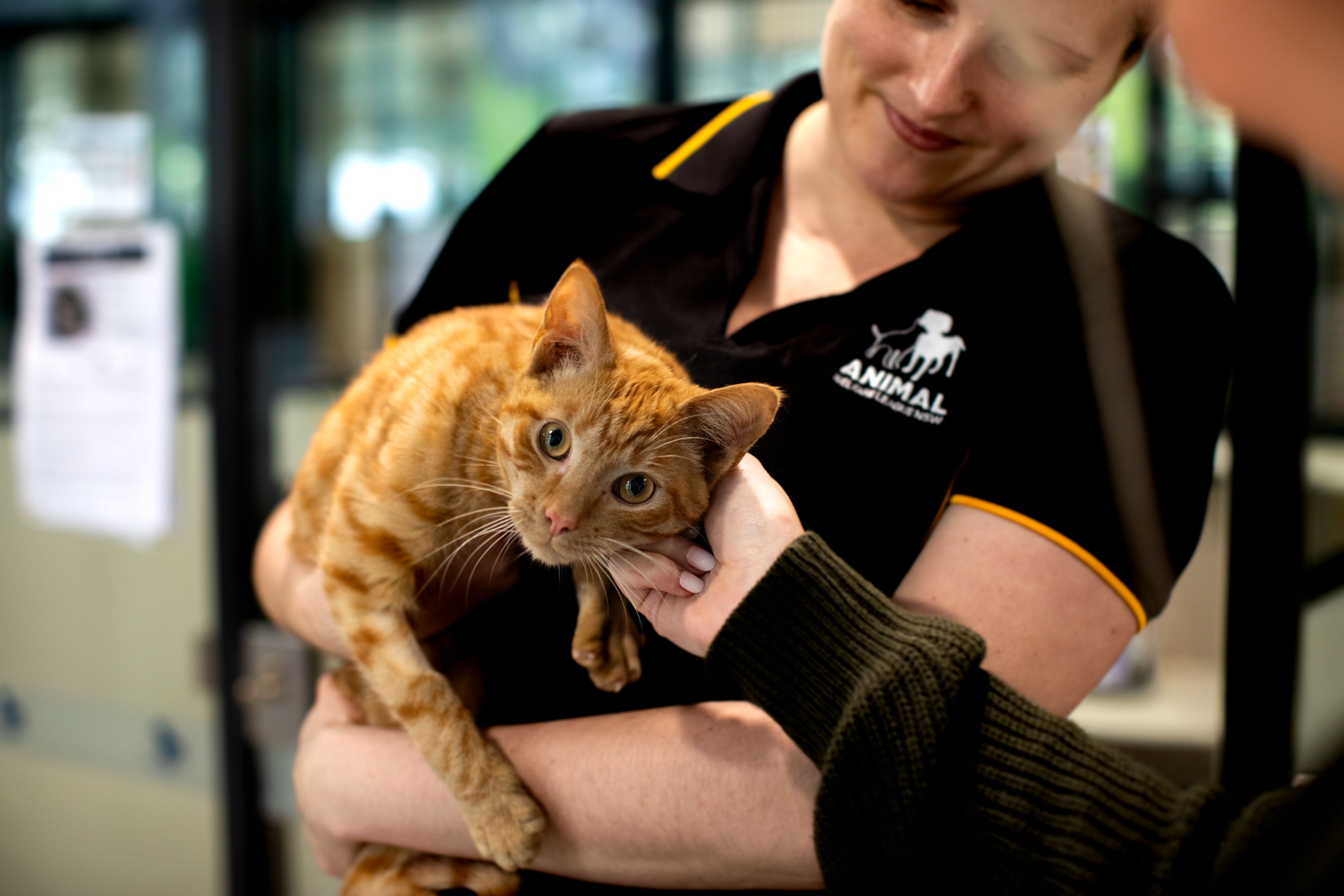 Animal Welfare League NSW