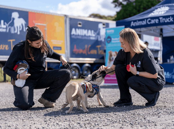 Animal Welfare League NSW