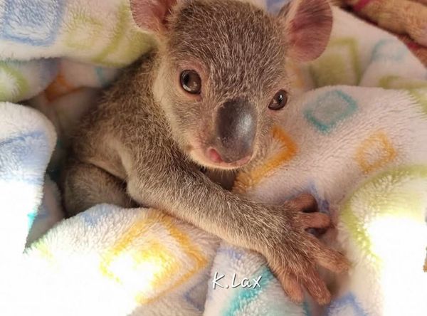 Kirsty's Bird Sanctuary