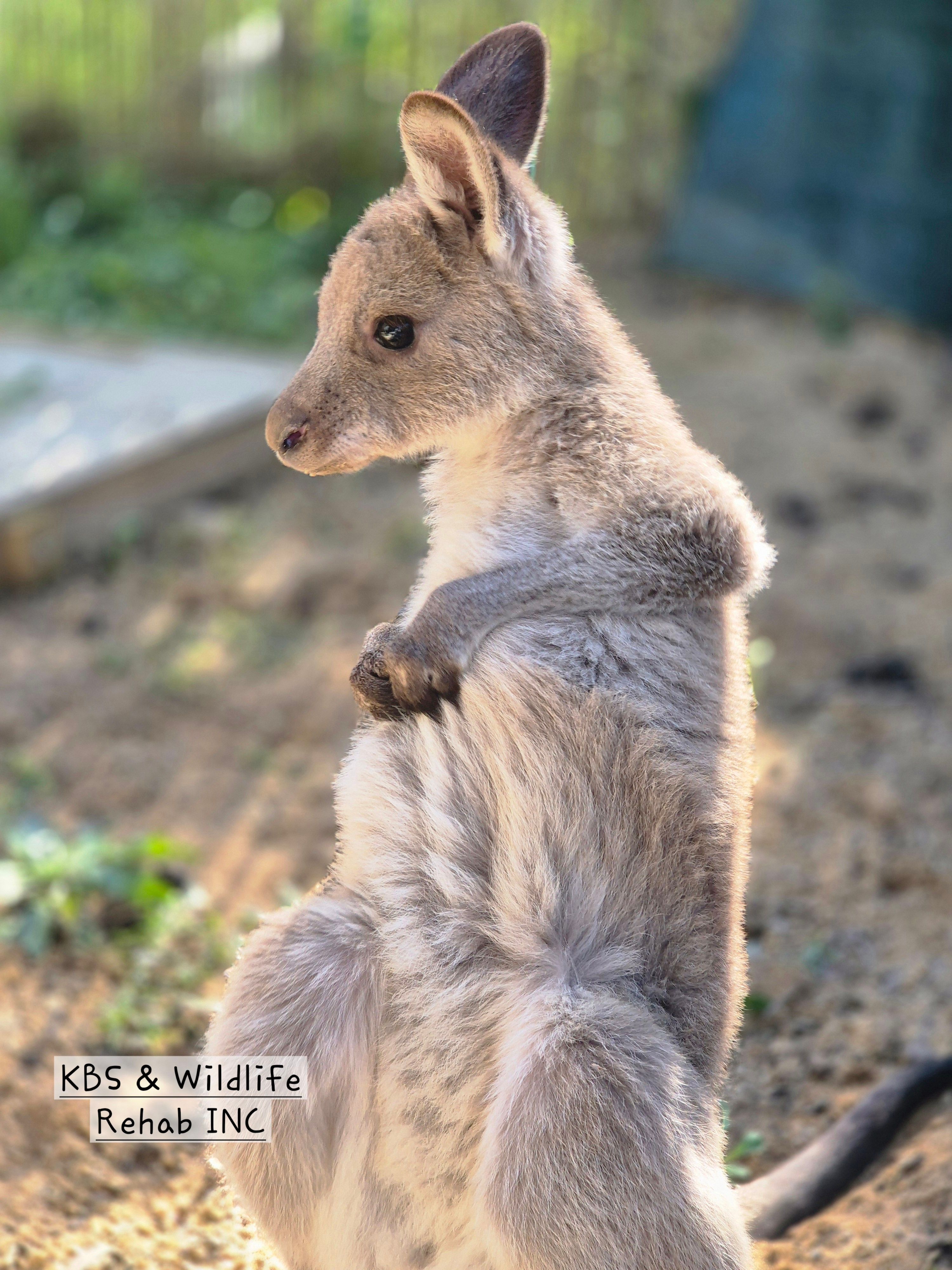 Kirsty's Bird Sanctuary