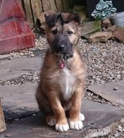 Lurcher Link Trust