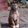 Lurcher Link Trust