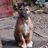 Lurcher Link Trust
