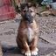 Lurcher Link Trust