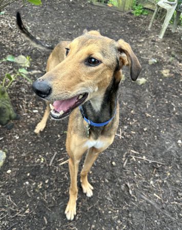 Lurcher Link Trust