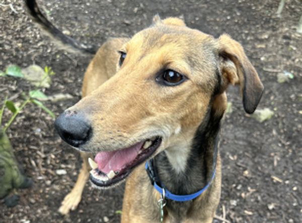 Lurcher Link Trust