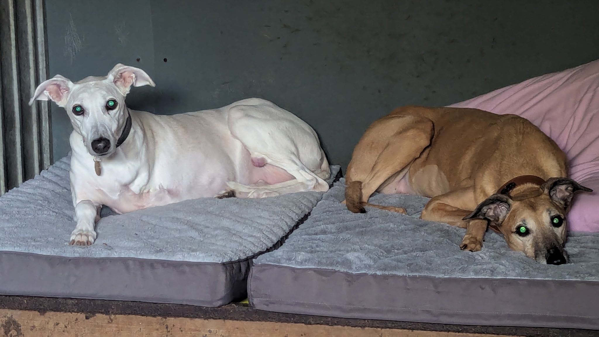 Lurcher Link Trust