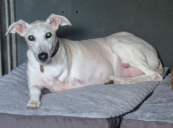 Lurcher Link Trust