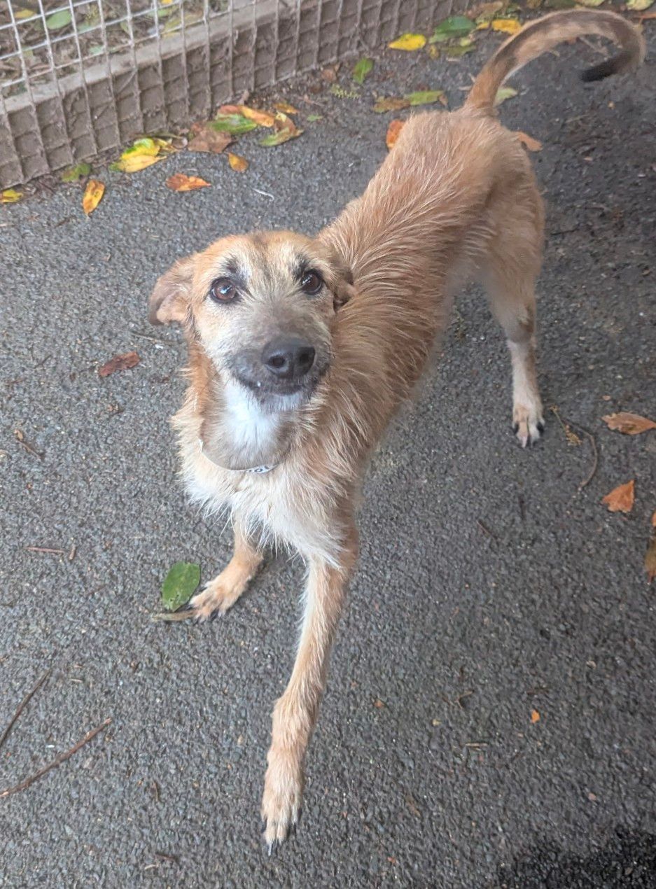 Lurcher Link Trust