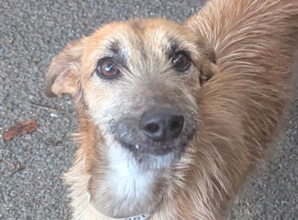 Lurcher Link Trust
