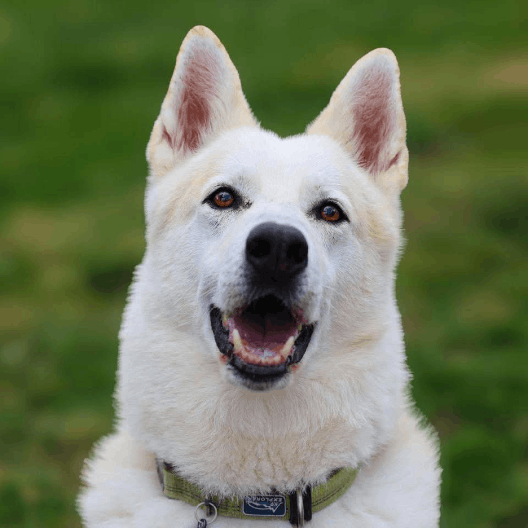 Husky Rescue Ireland