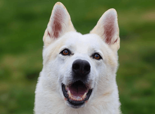 Husky Rescue Ireland