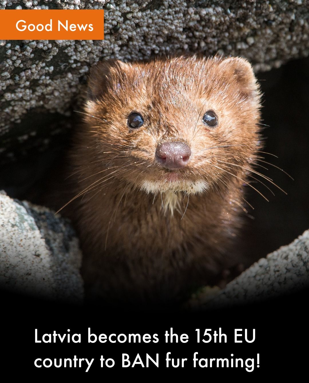 World Animal Protection NZ