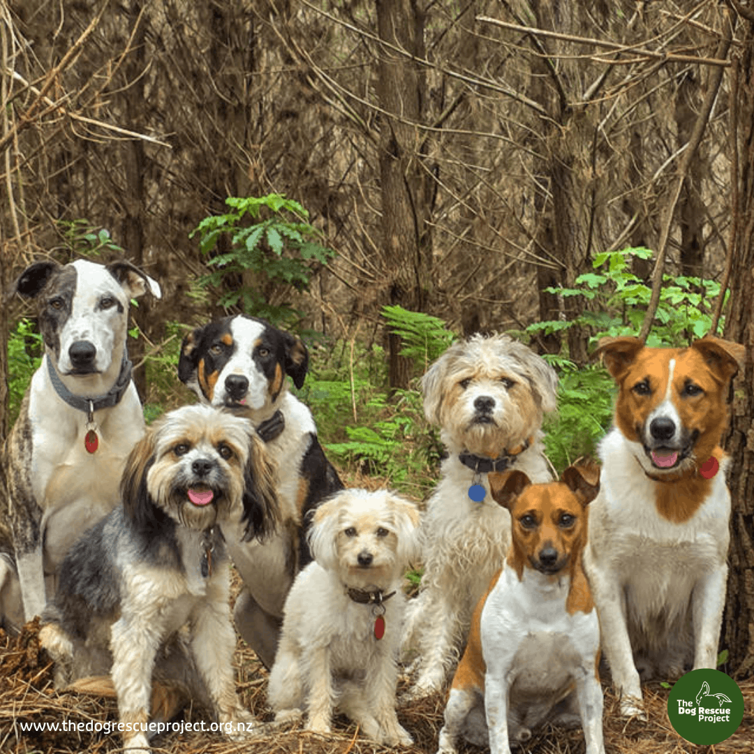 The Dog Rescue Project