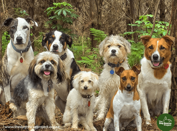 The Dog Rescue Project