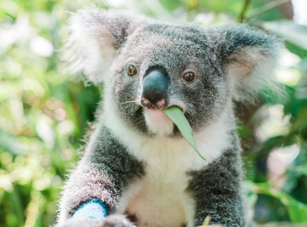 International Fund for Animal Welfare