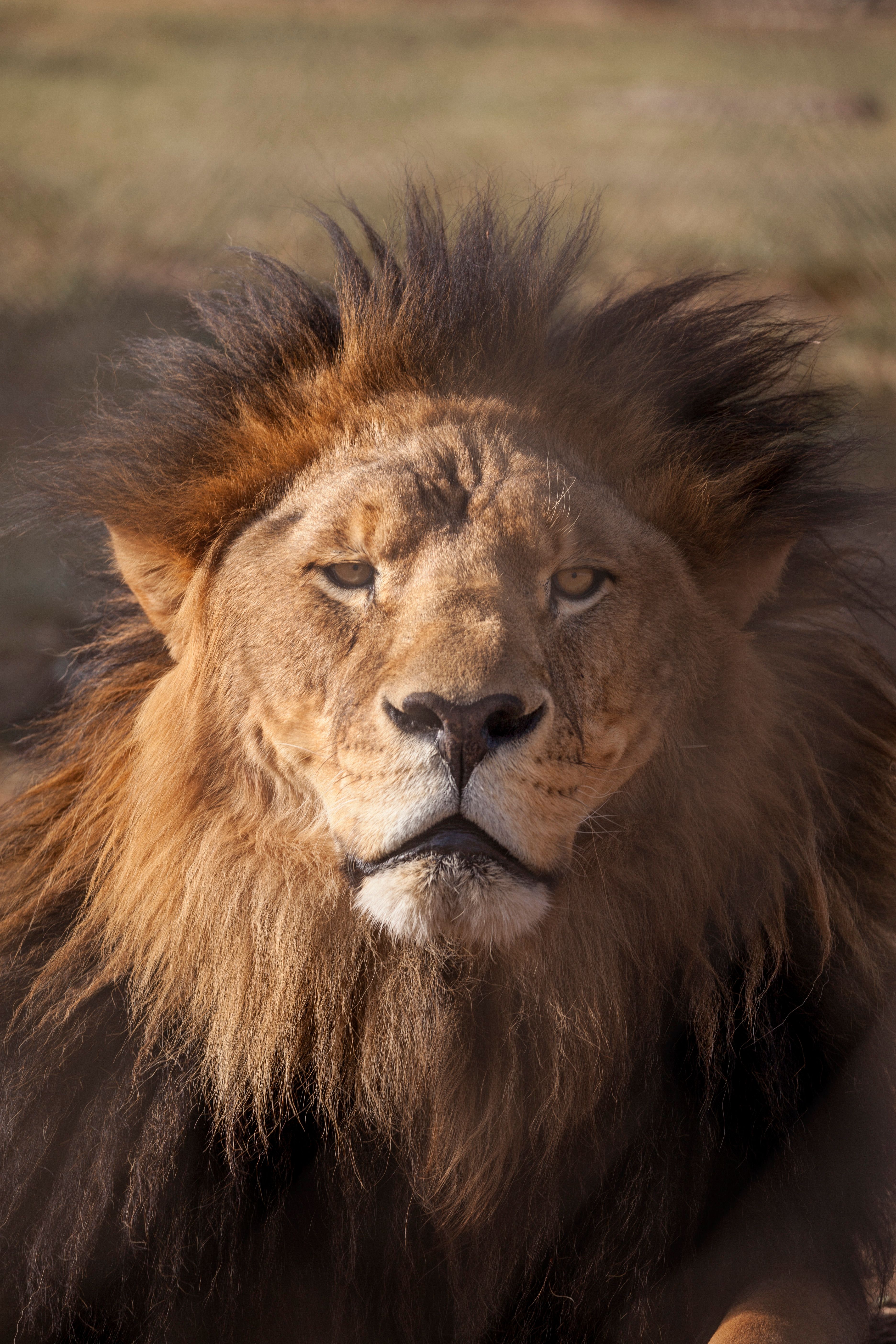 International Fund for Animal Welfare